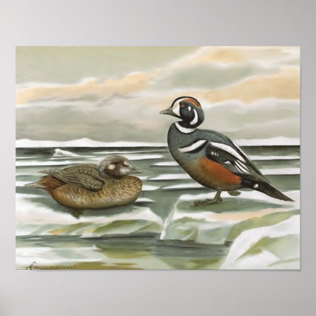 Affiche Harlequin Duck (Devant)