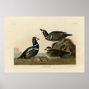 Affiche Harlequin Duck - from Audubon's Birds of America