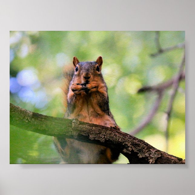 Affiche Harmonica squirrel (Devant)
