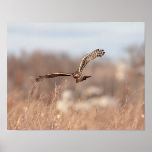 Affiche Harrier du nord 14x11