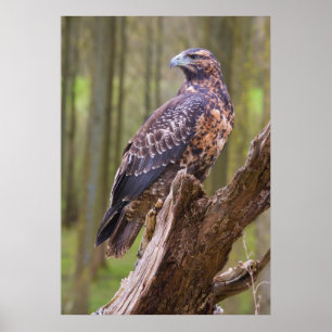 Affiche harris hawk