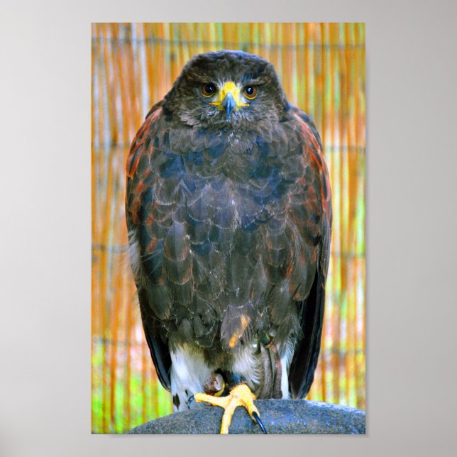 Affiche Harris Hawk Bird Of Prey (Devant)