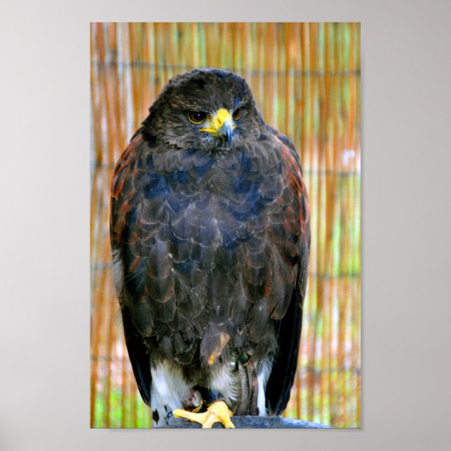 Affiche Harris Hawk Bird Of Prey (Devant)