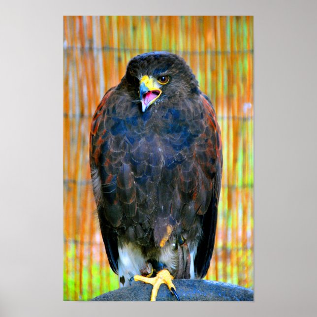 Affiche Harris Hawk Bird Of Prey (Devant)