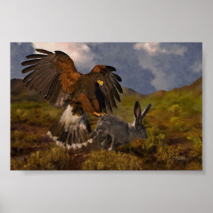 Affiche Harris Hawk et Jacklapin