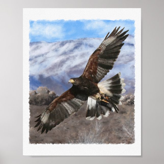 Affiche Harris Hawk - pastel (Devant)
