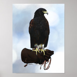 Affiche Harris Hawk sur Glove