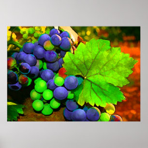 Affiche Harvest Grapes
