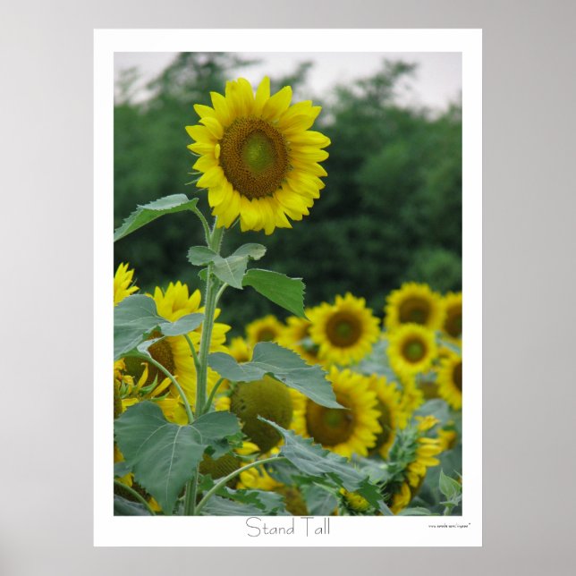 Affiche Haut (Devant)