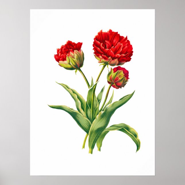 Affiche Haut détail réaliste fleurs rouges (Devant)