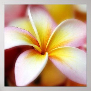 Affiche Hawaïen blanc de fleur d'Hawaï de Frangipani de