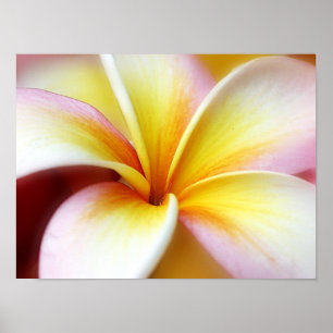Affiche Hawaïen blanc de fleur d'Hawaï de Frangipani de
