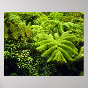 Affiche Hawaii, Grande Île, Verdure tropicale luxuriante e