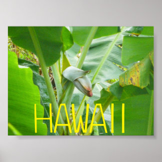AFFICHE HAWAII NATURE