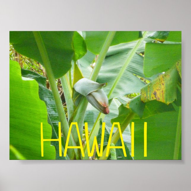 AFFICHE HAWAII NATURE (Devant)