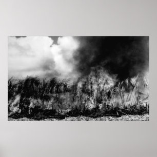 Affiche Hawaii - Vue du champ de canne à sucre sur le feu