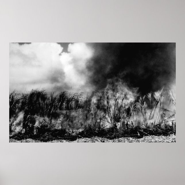 Affiche Hawaii - Vue du champ de canne à sucre sur le feu (Devant)