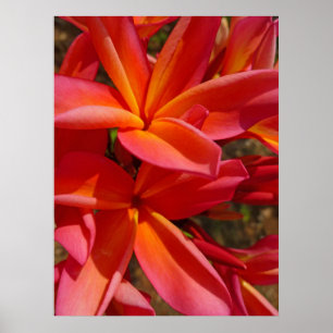 Affiche Hawaiian Frangipani