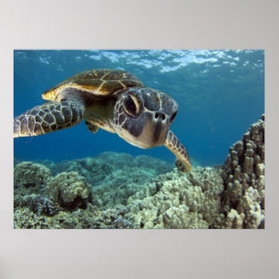 Affiche Hawaiian Green Sea Turtle
