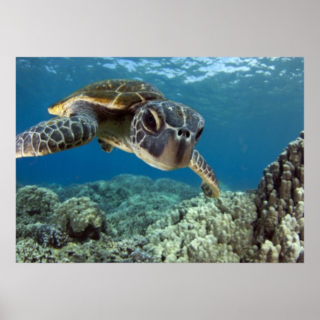Affiche Hawaiian Green Sea Turtle (Devant)