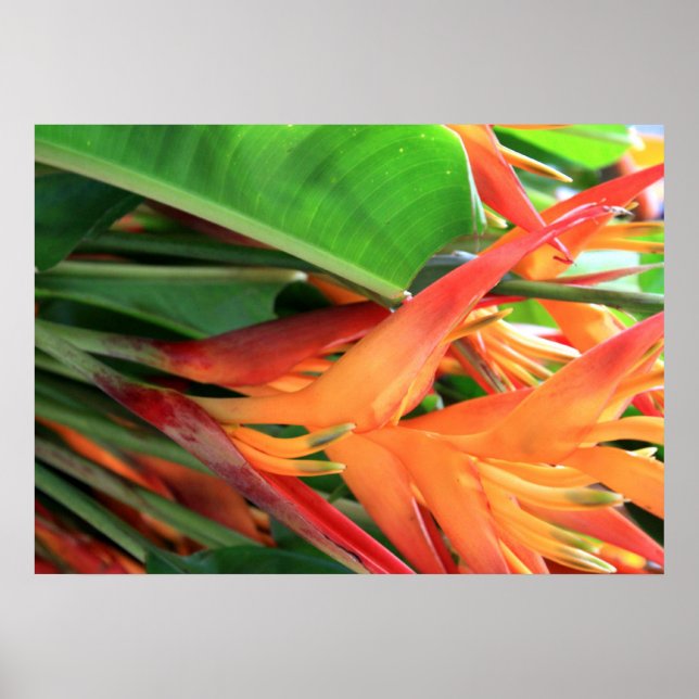 Affiche Hawaiian Heliconia Flowers (Devant)