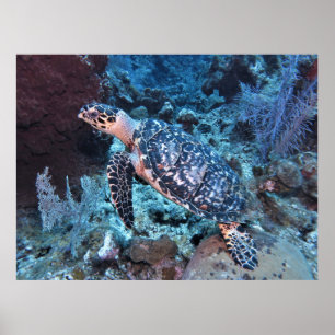 Affiche Hawksbill Mélange En