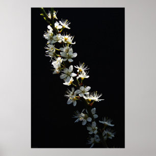Affiche Hawthorn Flowers wapcn