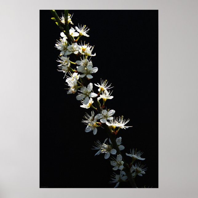 Affiche Hawthorn Flowers wapcn (Devant)