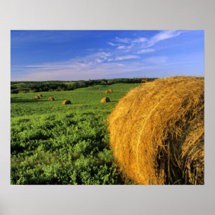 Affiche Hay Bales près de Bottineau Dakota du Nord