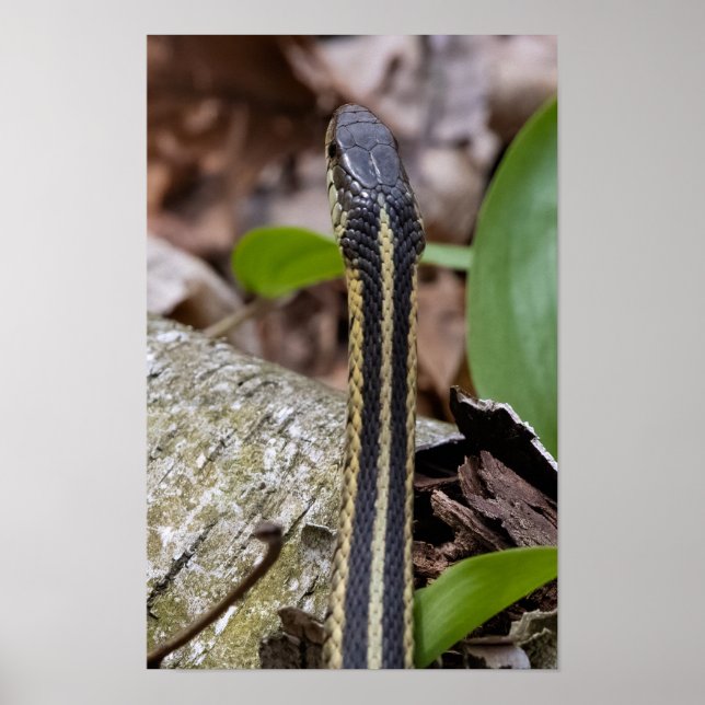 Affiche Head of a Snake (Devant)