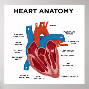 Affiche Heart Anatomy