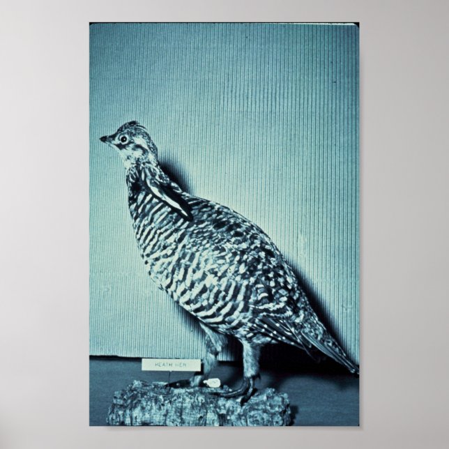Affiche Heath Hen (Devant)