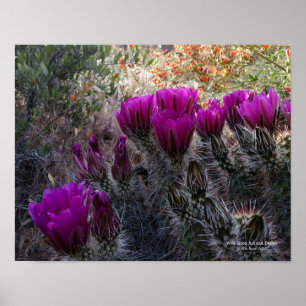 Affiche Hedgehog Cactus Magenta Flowers Arizona Southwest