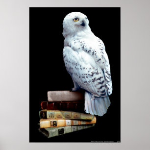 Affiche Hedwig sur les livres
