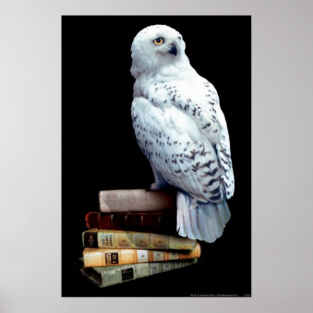 Affiche Hedwig sur les livres (Devant)
