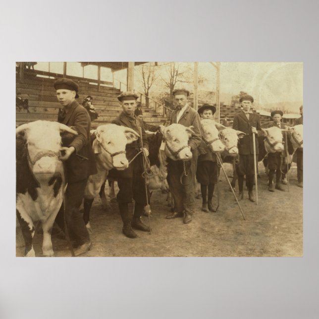 Affiche Heifères (Devant)