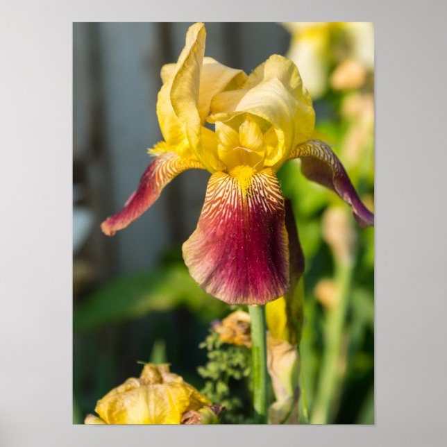 Affiche Heirloom Iris (Devant)