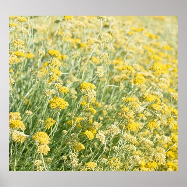 Affiche Helichrysum italicum champ, floraison vue closeup. (Devant)