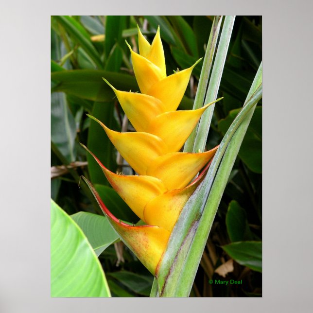 Affiche Heliconia (Devant)
