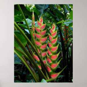 Affiche Heliconia