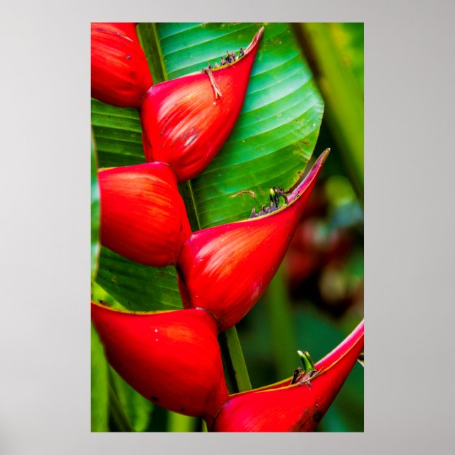 Affiche Heliconia, Kauai, Hawaii (Devant)