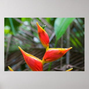 Affiche Heliconia Plant, Iquitos, Maynas, Peru