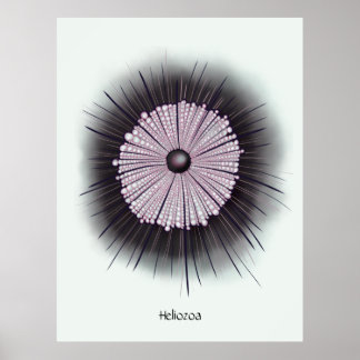 Affiche Heliozoa Microbe Microbiologie Art numérique
