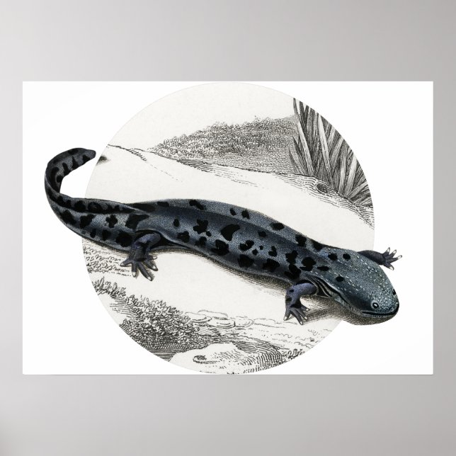 Affiche Hellbender Salamander (Devant)