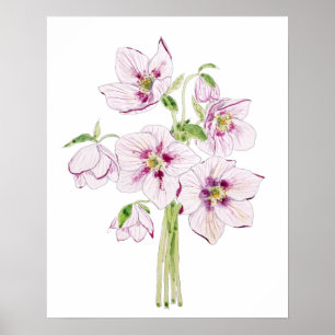 Affiche hellebores roses aquarelle de fleur