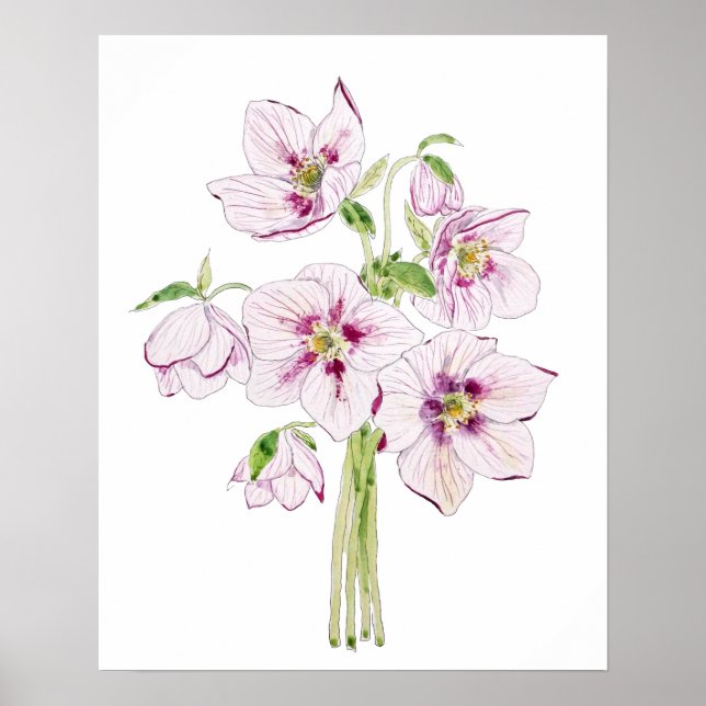 Affiche hellebores roses aquarelle de fleur (Devant)