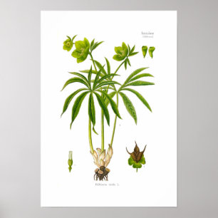 Affiche Helleborus viridis