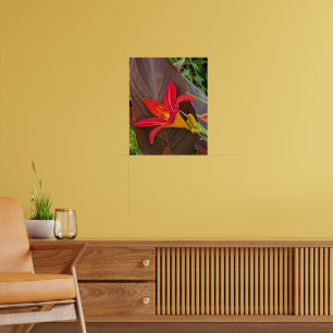 Affiche Hémérocalle orange en fleurs et feuille de plante