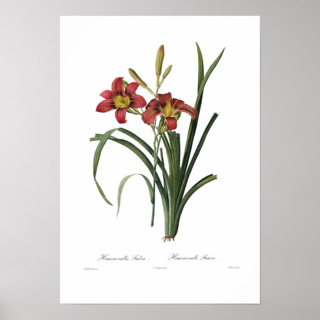 Affiche Hemerocallis fulva (Devant)