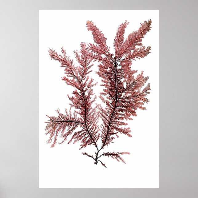 Affiche Henry Bradbury's Pressed Seaweed First Of Ten (Devant)